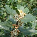 Ilex x altaclarensis fleur P2A